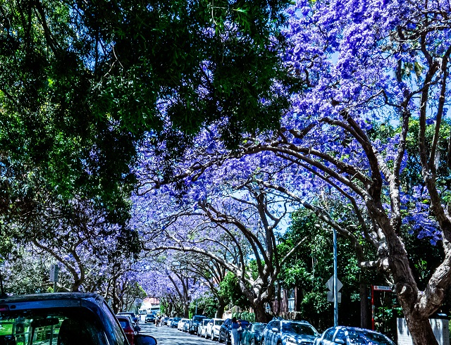 Kirribilli-Spring-640.jpg